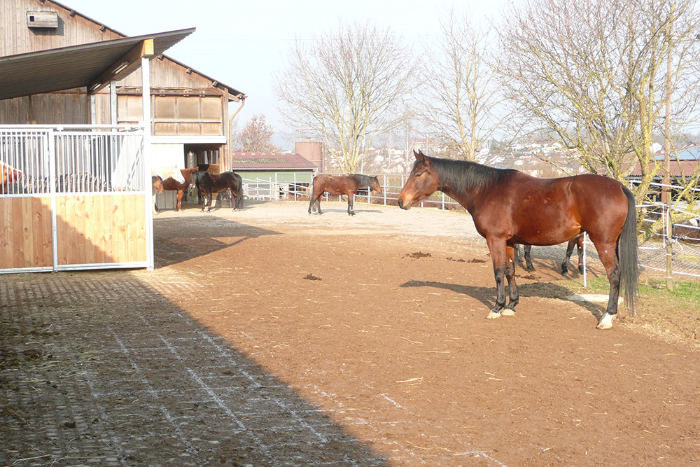 Pferdepension Bühlhof Ötisheim Bewegungsstall