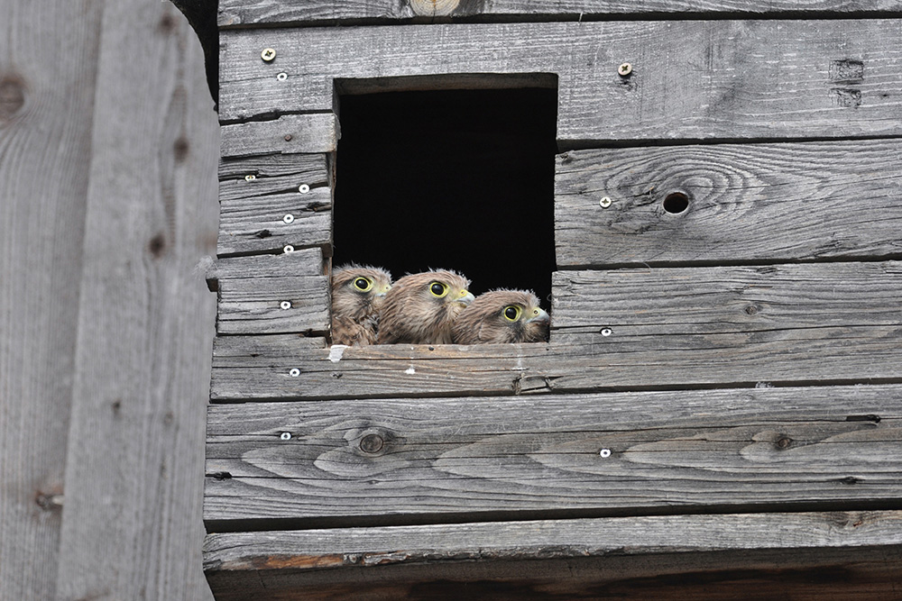 Pferdepension Bühlhof Ötisheim Natur