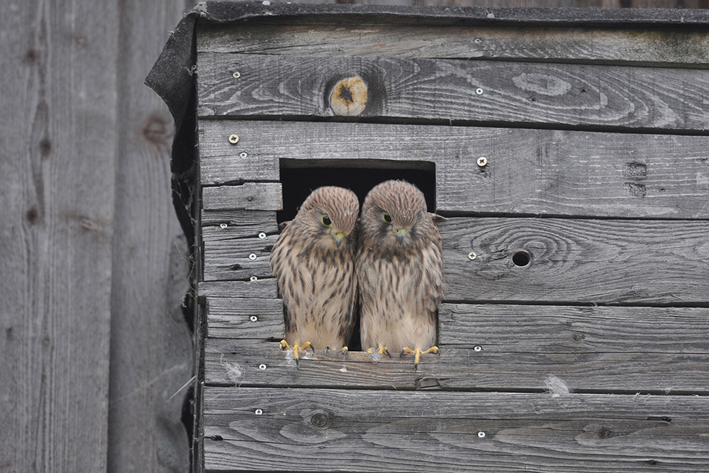 Pferdepension Bühlhof Ötisheim Natur